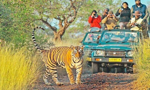 Jaipur to Ranthambore Tour Package With Marwari Cab